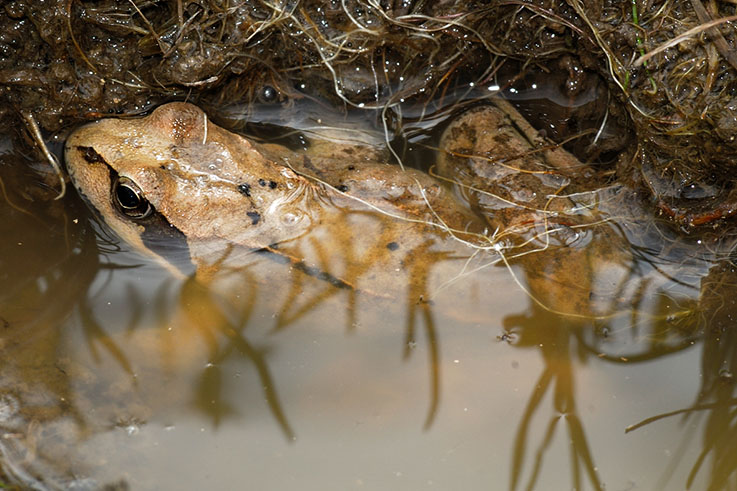 Girini Rana temporaria